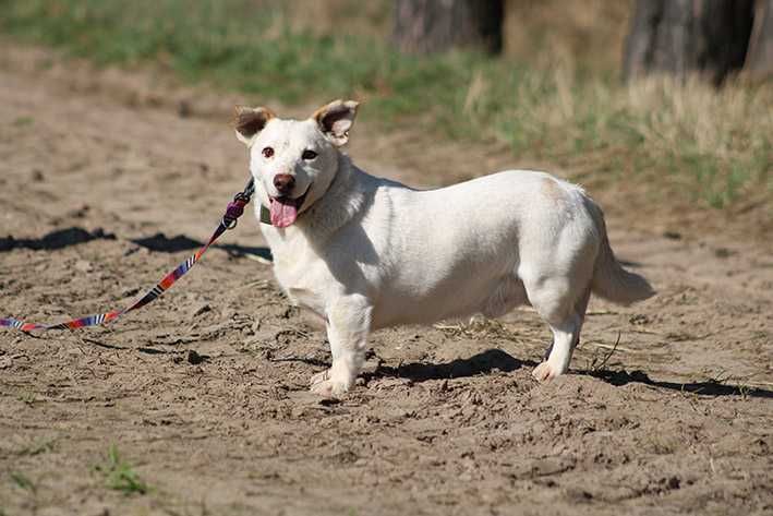 BRICO pies adopcja schronisko lękliwy