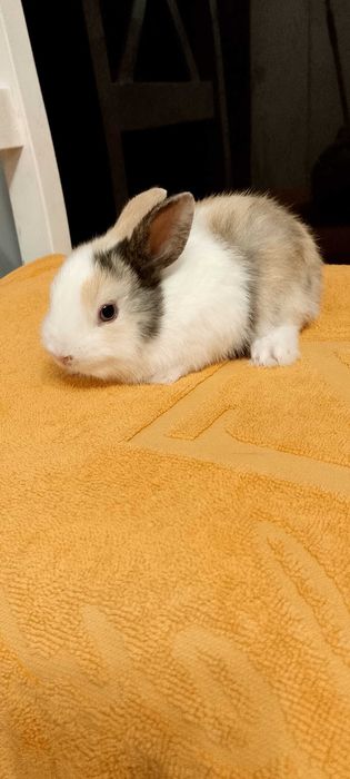 Króliczki miniaturki oswojone