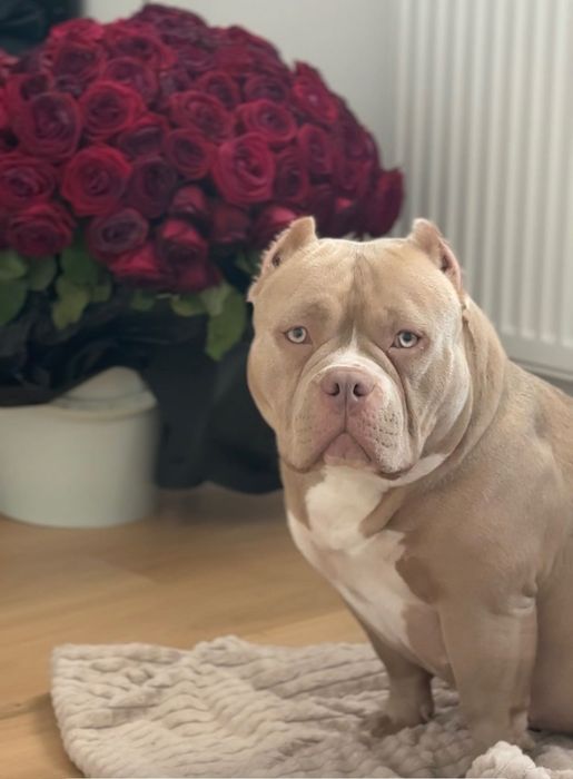 American bully Micro