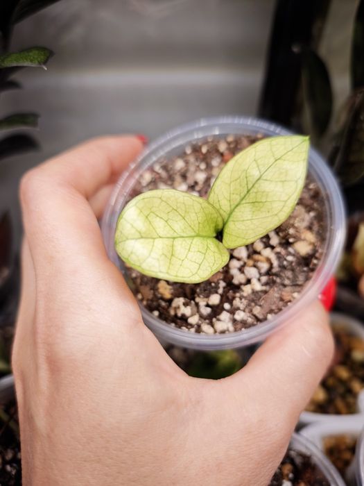 Zamioculcas Zenzi Akebono