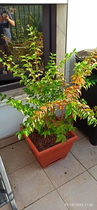 2 Pitangueiras em vaso muito bonitas