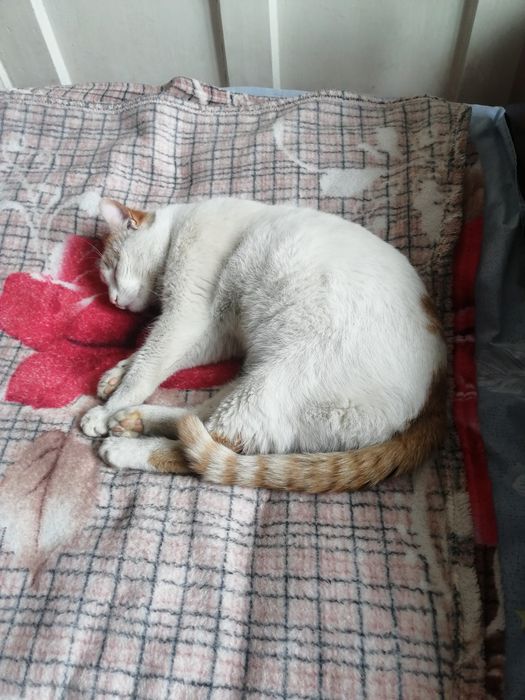 Білий з рудим КОТИК шукає родину, 1,5-2 роки