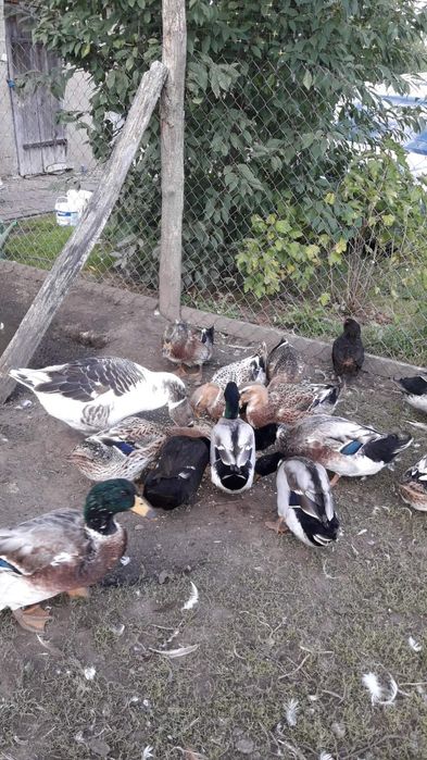 Kaczki staropolskie  okazja jaja lęgowe zielononóżki