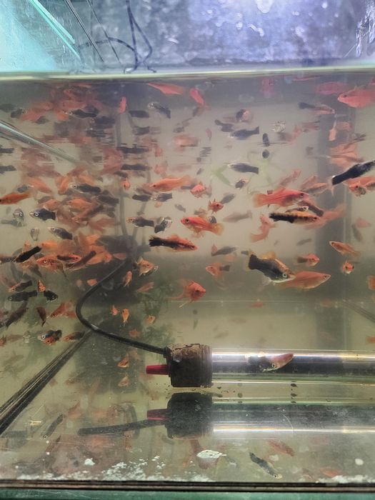 Mieczyki pomarańczowe i czarne