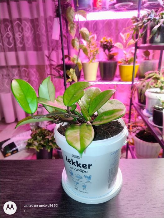 Продам Хойя мясиста