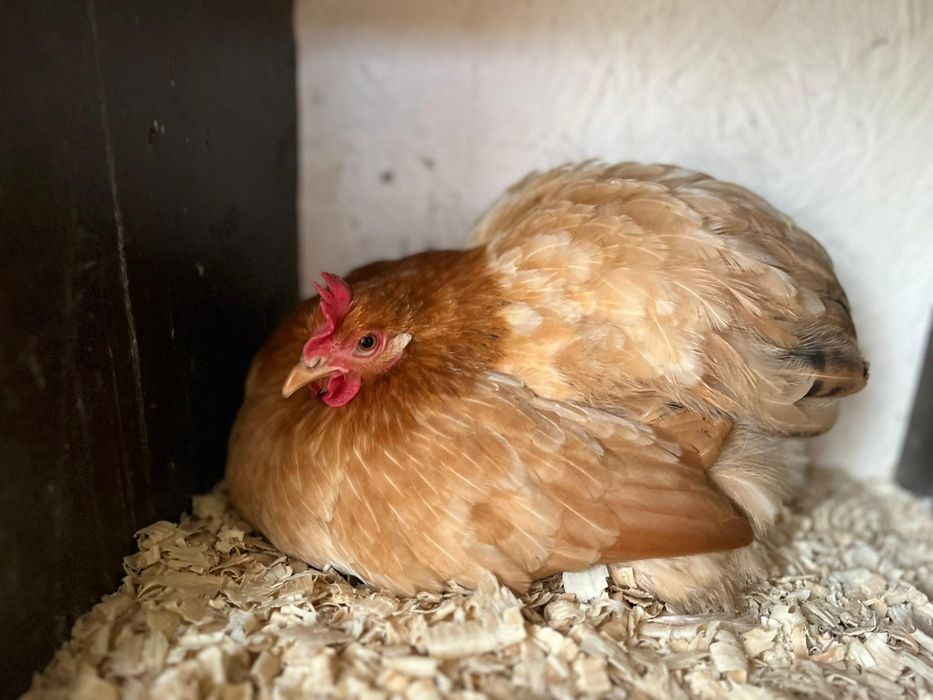 Jajka kohin miniaturowy