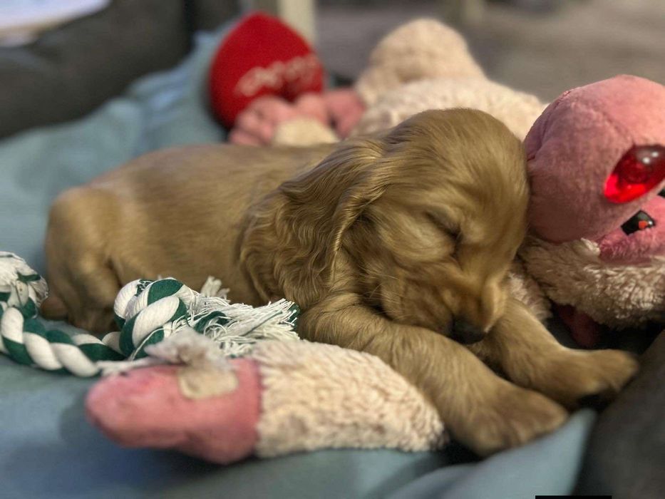Cocker spaniel angielski