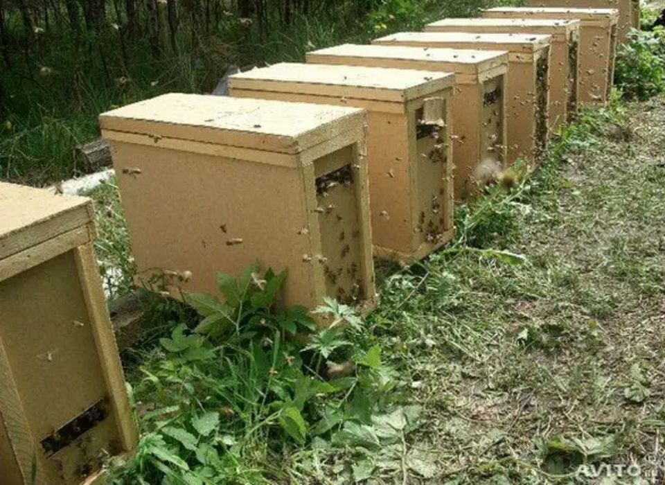 Бджолопакети Buckfast  з доставкою Бакфаст, Карника, Карпатка, Укрстеп