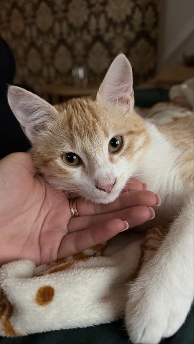 Кошеня кіт котик рудий Паштет