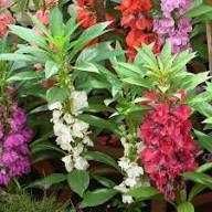 Насіння садового бальзаміну