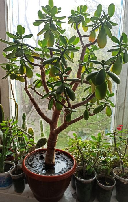 Продам денежное дерево (толстянка)