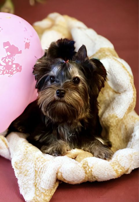 York Bleck and Tan - malenka suczka