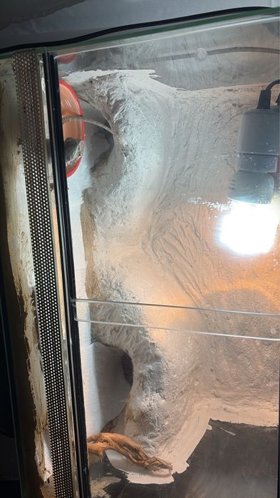 Agama brodata samica