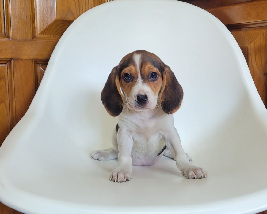 Cachorrinho beagle tricolor