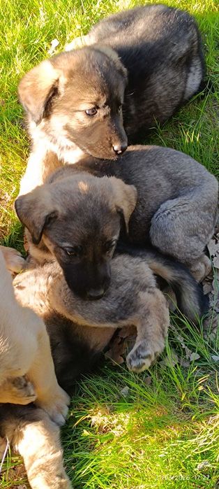 Cão da Serra da Estrela