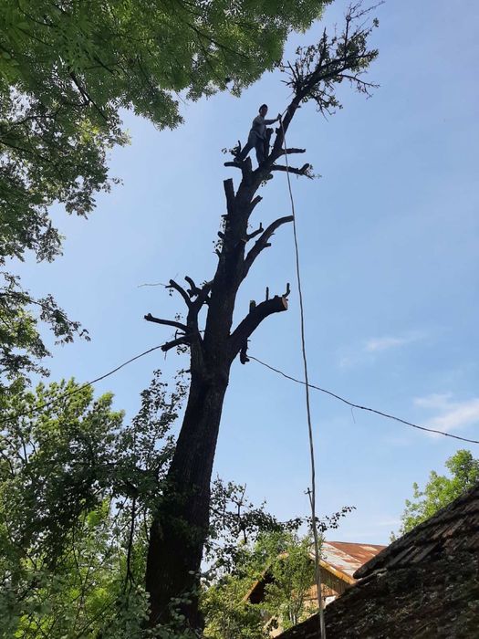 Зрізання, спилювання, валка, обрізка дерев, розчищення ділянок