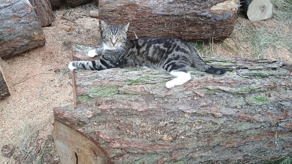 Kot Mycek poszukiwany