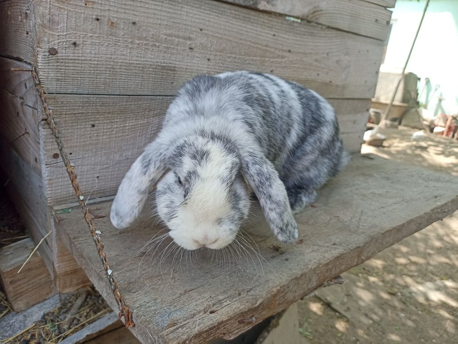 Кролики фб арлекин і рен