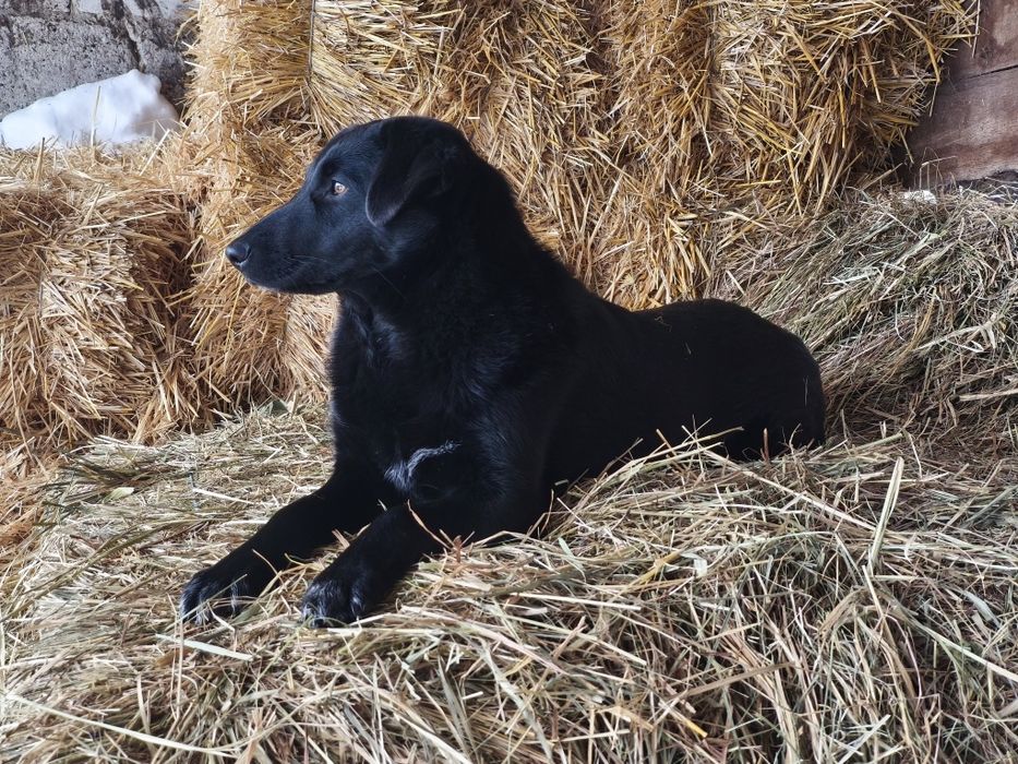 Прекрасная девочка в добрые руки!!!