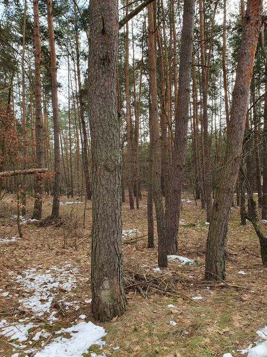 Atrakcyjna działka budowlana z lasem