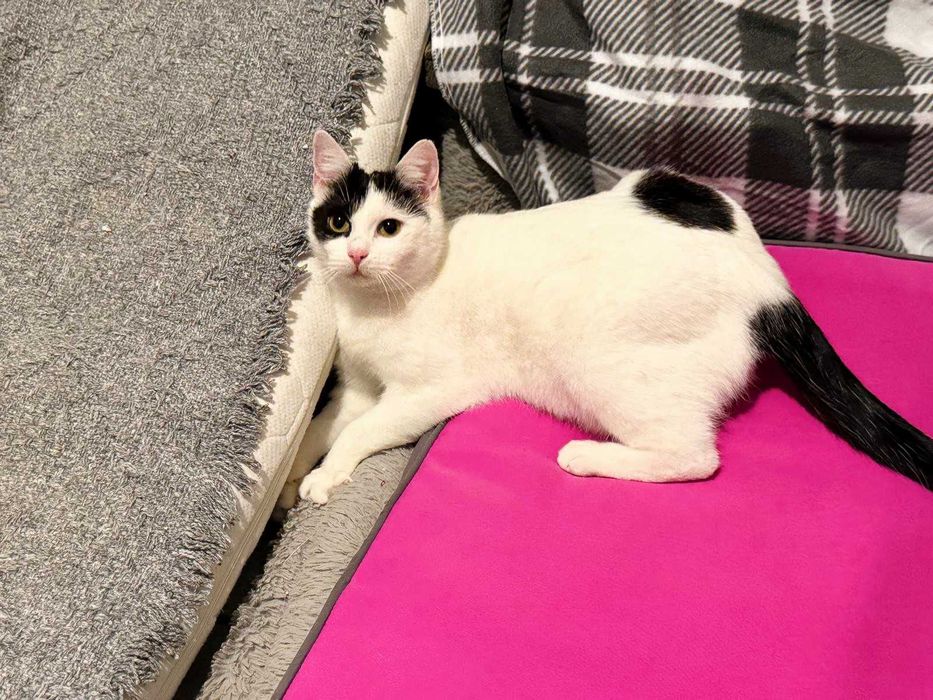 Łagodna, urocza, drobna kotka Łatka do adopcji