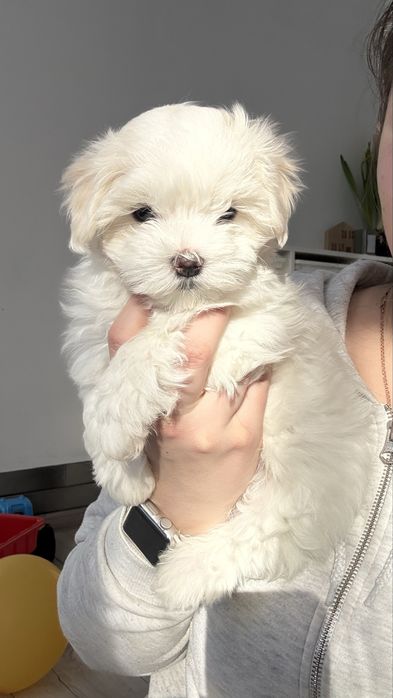 Мальтезе ,мальтійська болонка