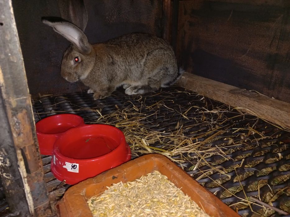 Фландр самець. 1000грн