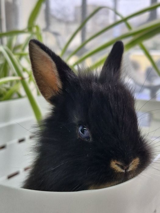 Кролі,кролики продам