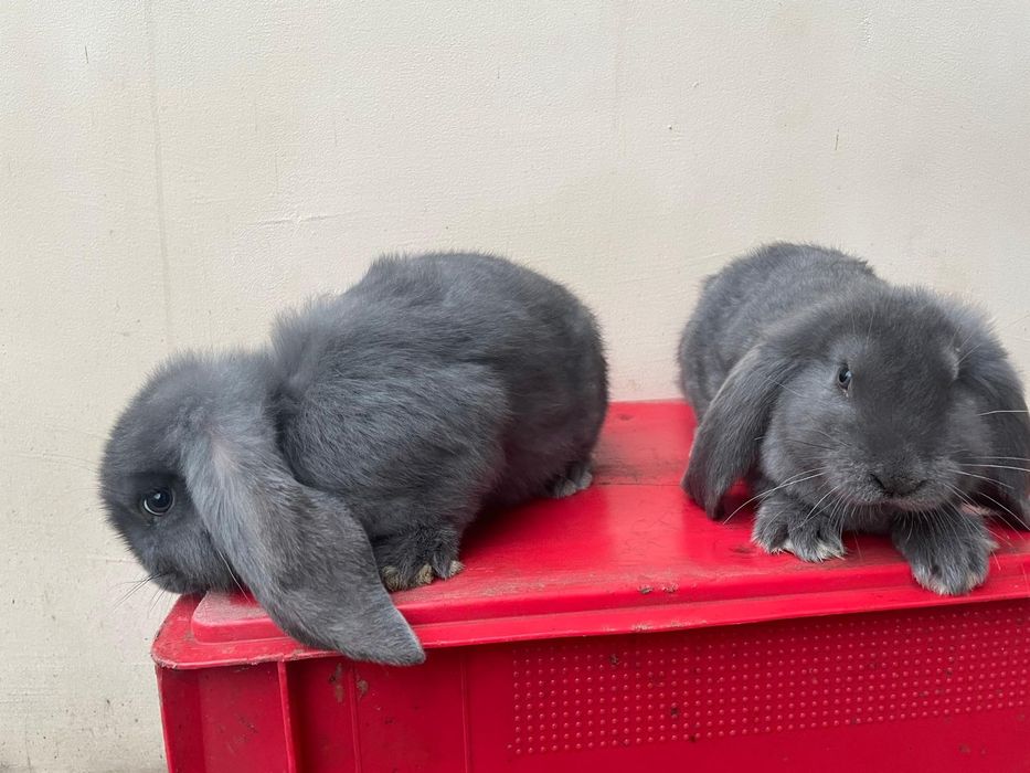 Sprzedam Baran Francuski