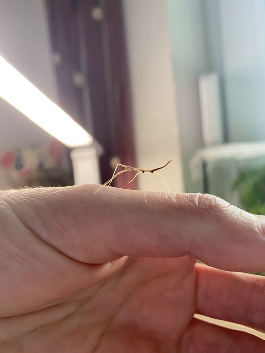 Patyczaki rogate młode