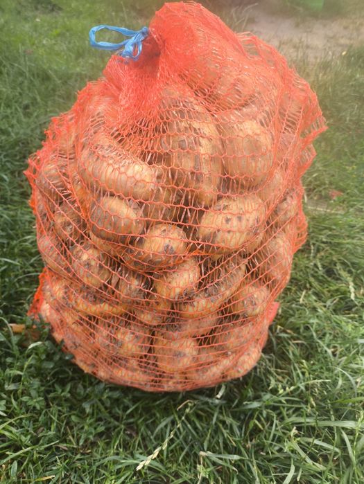 Ziemniaki jadalne Lilly, Gala, Queen Anna