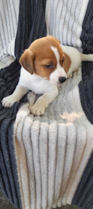Szczeniaki Russell Terrier piesek