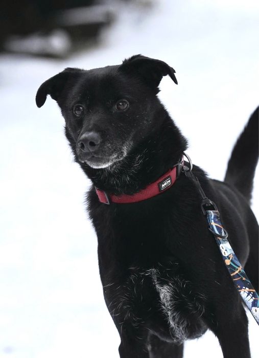 Grey czeka już 6 lat na dom — może właśnie na Twój?