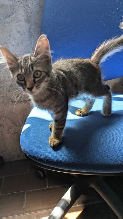 Gatinho para adoção