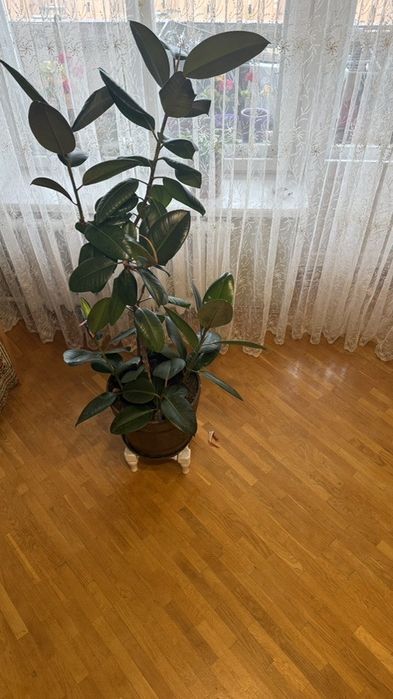 Фікус еластіка абіджан