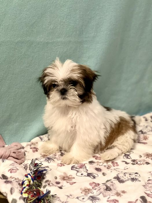 Śliczna miniaturka Shih Tzu- SUCZKA GOTOWA DO ZMIANY DOMKU