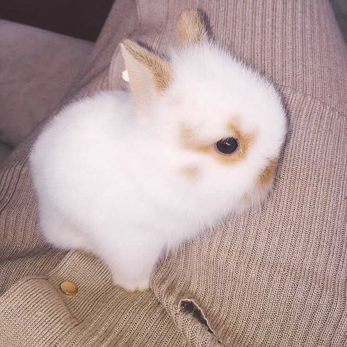 Mini coelhos anões +Gaiola Nova +alimentação adequada