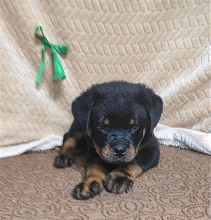 Готові до переїзду