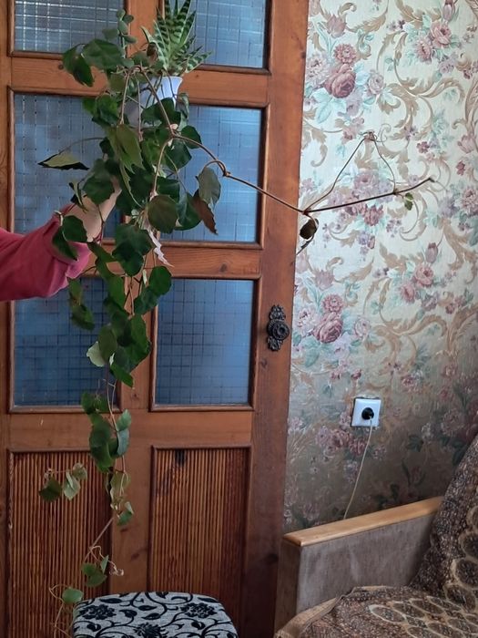 Продам комнатное растение Плющ