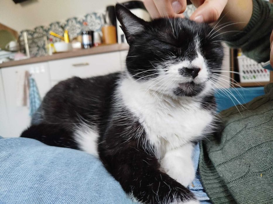 cudowna przyjazna kicia do oddania