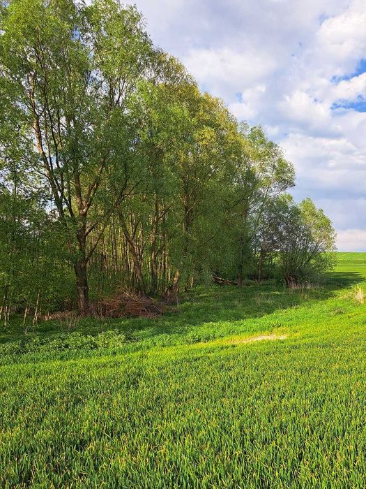 Drewno opałowe - tanio