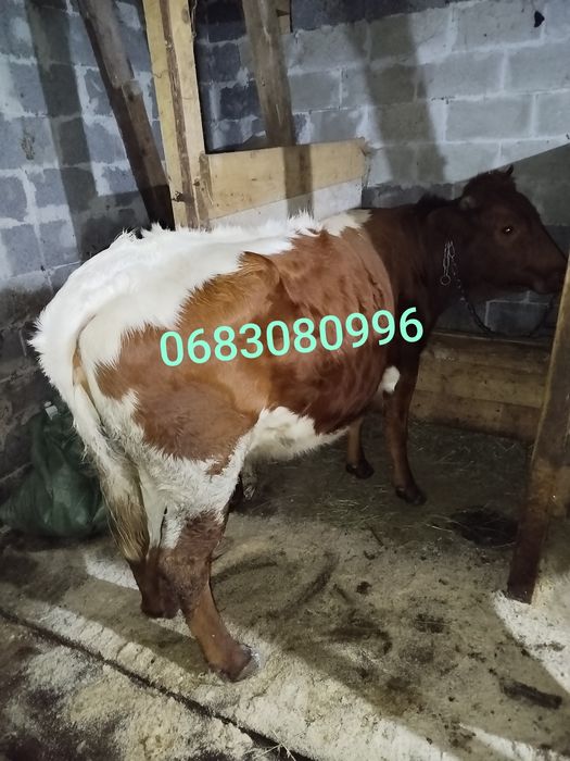 Продам добру корову калинка