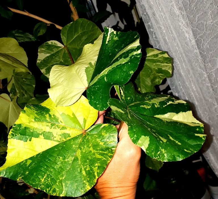 Липовидный вариегатный гибискус с/с