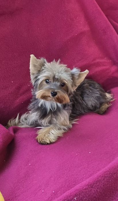Piesek roczny Yorkshire terrier