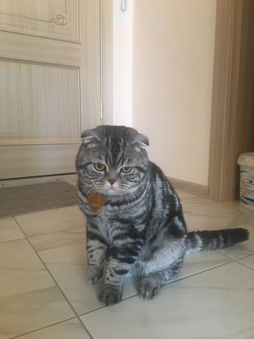 В’язка шотландський висловухий котик