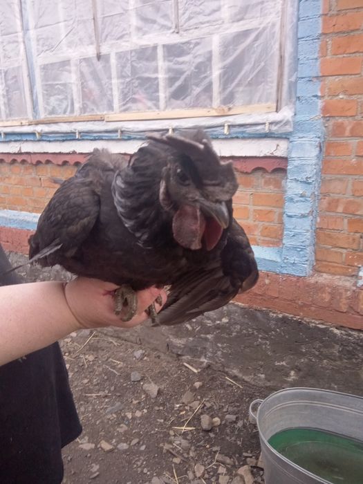 Продам півнів продам