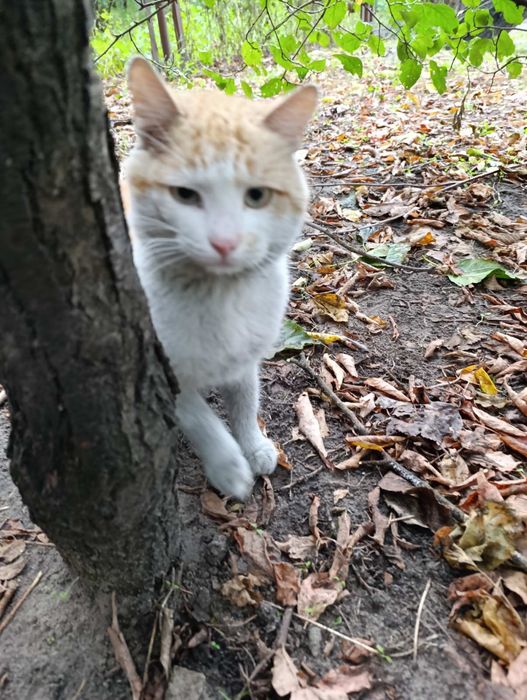 Отдадим кота и кошку в добрые руки