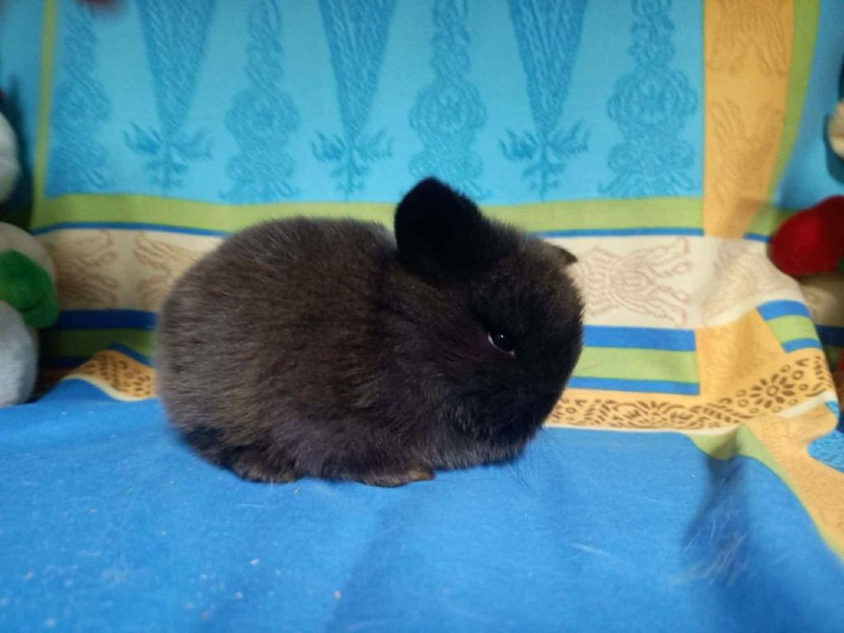 Sprzedam króliczki mini loop mini lop niebieskookie