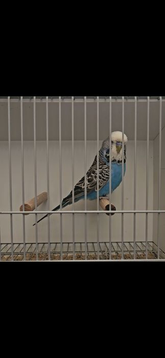 Aves para cedência