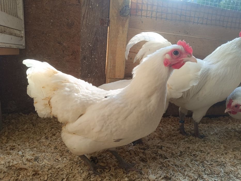 Australorpy miniaturowe